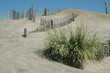 dune de la plage de l'Espiguette
