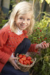 Young child harvesting tomatoes