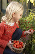 Young child harvesting tomatoes