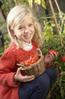 Young child harvesting tomatoes