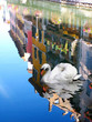 ANNECY CYGNE ANNECY CYGNE