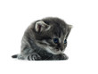 kitten isolated