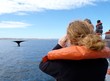 Whale Watching