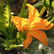 Fleur de courgette