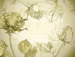 Vintage roses floral card, vector illustration