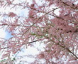 Photo en ligne au meilleur prix Pink tree blossom