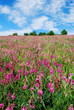 Flowered field