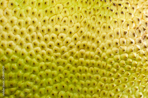 Photo: A close-up of a raw fruit jackfruit or artocarpus texture as a b A close-up of a raw fruit jackfruit or artocarpus texture as a b