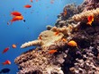 Red Sea