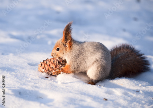 Photo: Squirrel with a cedar cone Squirrel with a cedar cone