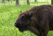 The european bison