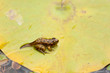 Frosch