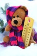 Photo: Teddy im Winter Teddy im Winter