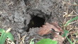 HD 1080 close up shot of wasps in the nest.