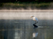 Heron reflected in the James river while fishing. Heron reflected in the James river while fishing.