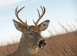 White-tailed buck (Odocoileus virginianus) in Virginia.