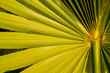 Sugar palm leaves.