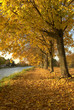 Tapis d'automne Tapis d'automne