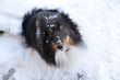 Sheltie mit Schnee im Gesicht 2
