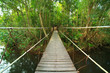 Bridge to the jungle,Khao Yai national park,Thailand