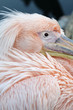 Foto: Rosapelikan (Pelecanus onocrotalus) Rosapelikan (Pelecanus onocrotalus)