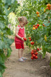 girls picked tomatoes girls picked tomatoes