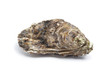 Whole single fresh raw oyster