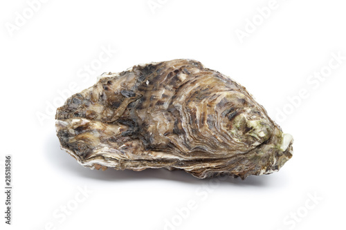 Photo: Whole single fresh raw oyster Whole single fresh raw oyster