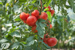growth tomato growth tomato