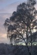Baum im Winter