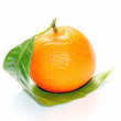 Clémentine corse