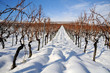 Winter vineyard