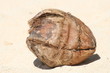 Noix de coco