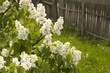 White lilac flower (Syringa vulgaris)
