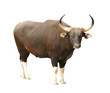 male banteng isolated