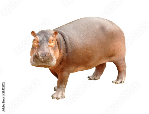Foto: hippopotamus isolated hippopotamus isolated
