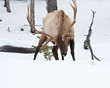 Bull Elk
