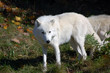 Arctic Wolf