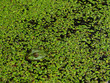 A green frog in green swamp