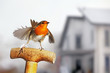 European Robin flapping it's wings