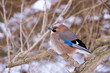 Jay on snowy branch Jay on snowy branch
