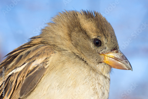 Foto: house sparrow female portrait / Passer domesticus house sparrow female portrait / Passer domesticus