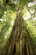 Strangler Fig Tree in rain forest