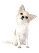 sweet chihuahua tilting head  isolated