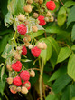 Himbeere, Rubus idaeus. Herbsthimbeere „Autumn Bliss“.