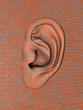 brick wall with big ear
