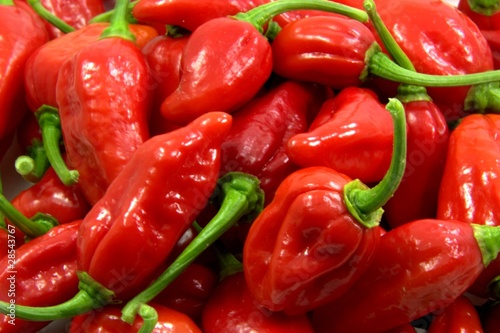 Foto: IMG_2436_muchChillies.jpg IMG_2436_muchChillies.jpg
