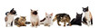 chats en studio