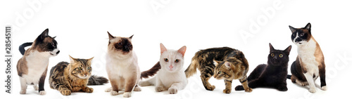 Photo: chats en studio chats en studio