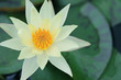 Yellow Lotus Yellow Lotus